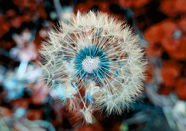Airborne seeds on a dandelion head