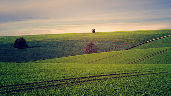 Agricultural fields across a rolling landscape